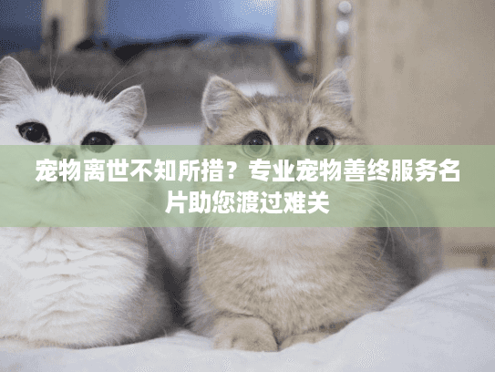 宠物离世不知所措？专业宠物善终服务名片助您渡过难关