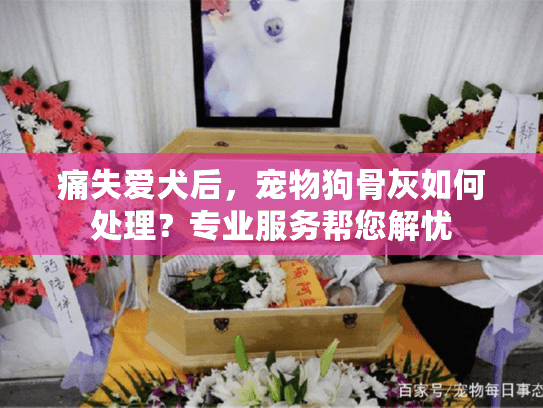 痛失爱犬后，宠物狗骨灰如何处理？专业服务帮您解忧