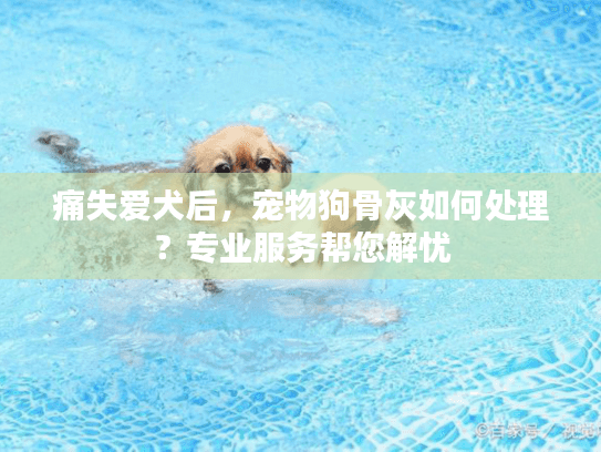 痛失爱犬后，宠物狗骨灰如何处理？专业服务帮您解忧