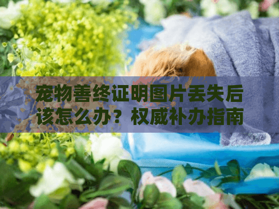 宠物善终证明图片丢失后该怎么办？权威补办指南