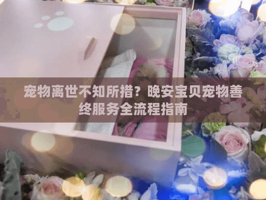 宠物离世不知所措？晚安宝贝宠物善终服务全流程指南