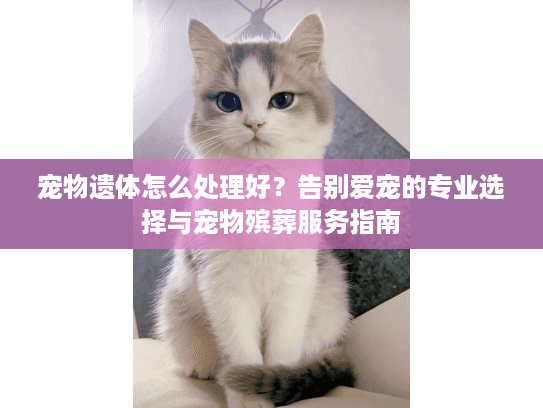 宠物遗体怎么处理好？告别爱宠的专业选择与宠物殡葬服务指南