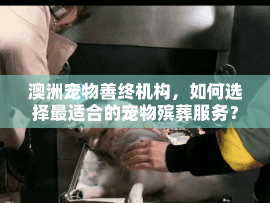 澳洲宠物善终机构，如何选择最适合的宠物殡葬服务？