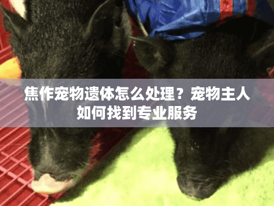 焦作宠物遗体怎么处理？宠物主人如何找到专业服务