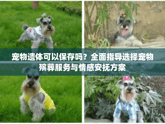 宠物遗体可以保存吗？全面指导选择宠物殡葬服务与情感安抚方案