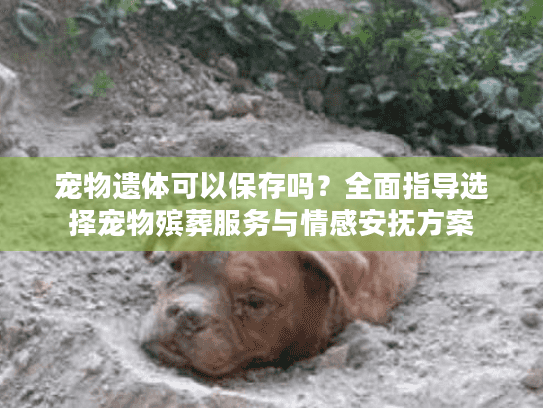 宠物遗体可以保存吗？全面指导选择宠物殡葬服务与情感安抚方案