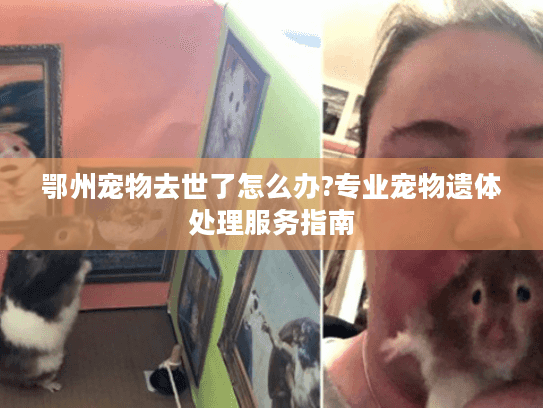 鄂州宠物去世了怎么办?专业宠物遗体处理服务指南