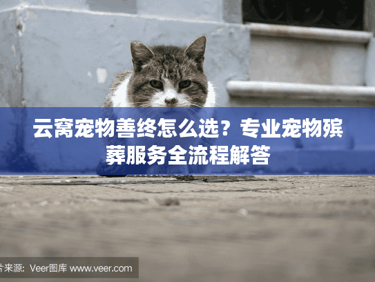 云窝宠物善终怎么选？专业宠物殡葬服务全流程解答