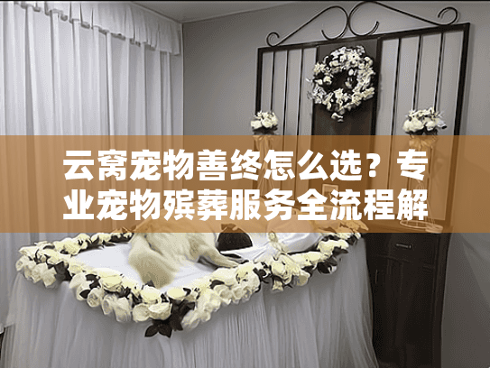 云窝宠物善终怎么选？专业宠物殡葬服务全流程解答