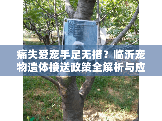 痛失爱宠手足无措？临沂宠物遗体接送政策全解析与应急指南