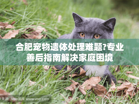 合肥宠物遗体处理难题?专业善后指南解决家庭困境