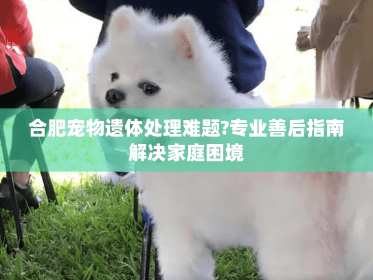 合肥宠物遗体处理难题?专业善后指南解决家庭困境