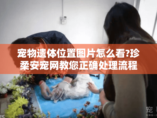 宠物遗体位置图片怎么看?珍柔安宠网教您正确处理流程