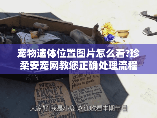 宠物遗体位置图片怎么看?珍柔安宠网教您正确处理流程