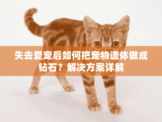 失去爱宠后如何把宠物遗体做成钻石？解决方案详解