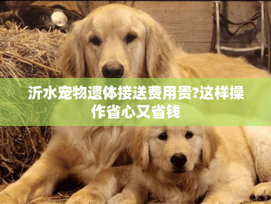 沂水宠物遗体接送费用贵?这样操作省心又省钱