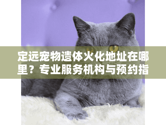 定远宠物遗体火化地址在哪里？专业服务机构与预约指南