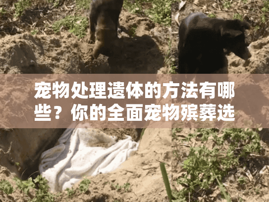 宠物处理遗体的方法有哪些？你的全面宠物殡葬选择指南