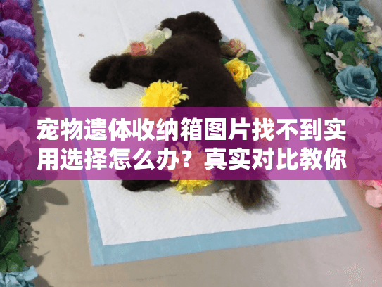 宠物遗体收纳箱图片找不到实用选择怎么办？真实对比教你避坑
