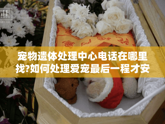 宠物遗体处理中心电话在哪里找?如何处理爱宠最后一程才安心?