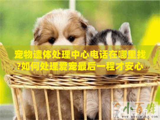 宠物遗体处理中心电话在哪里找?如何处理爱宠最后一程才安心?