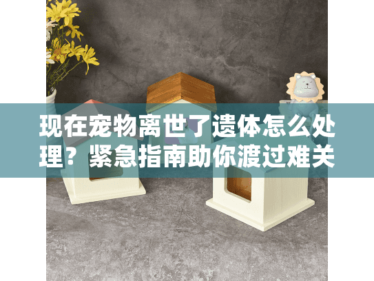 现在宠物离世了遗体怎么处理？紧急指南助你渡过难关