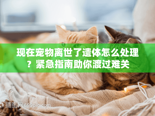 现在宠物离世了遗体怎么处理？紧急指南助你渡过难关