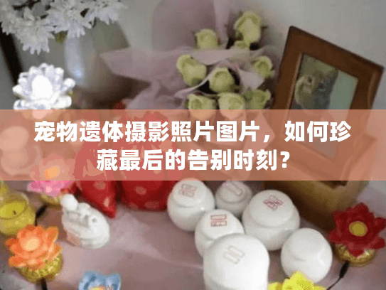 宠物遗体摄影照片图片，如何珍藏最后的告别时刻？