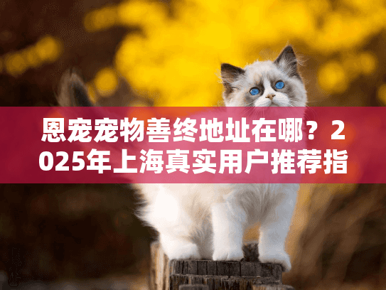 恩宠宠物善终地址在哪？2025年上海真实用户推荐指南