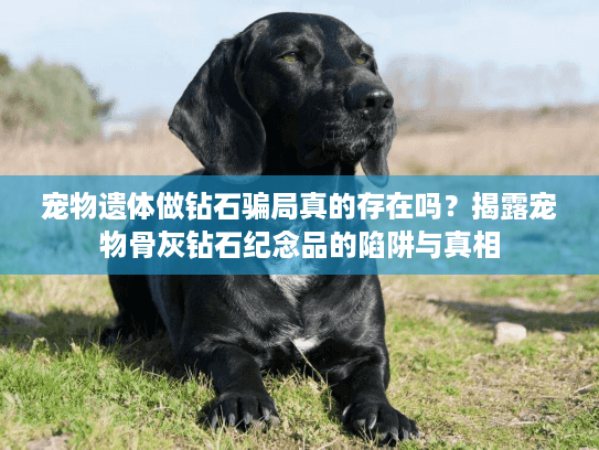 宠物遗体做钻石骗局真的存在吗？揭露宠物骨灰钻石纪念品的陷阱与真相