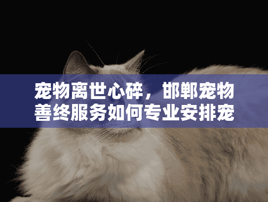 宠物离世心碎，邯郸宠物善终服务如何专业安排宠物殡葬？