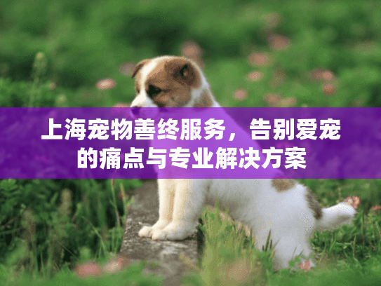 上海宠物善终服务，告别爱宠的痛点与专业解决方案