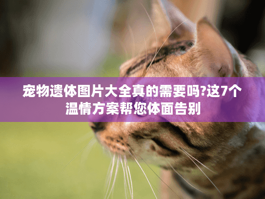 宠物遗体图片大全真的需要吗?这7个温情方案帮您体面告别