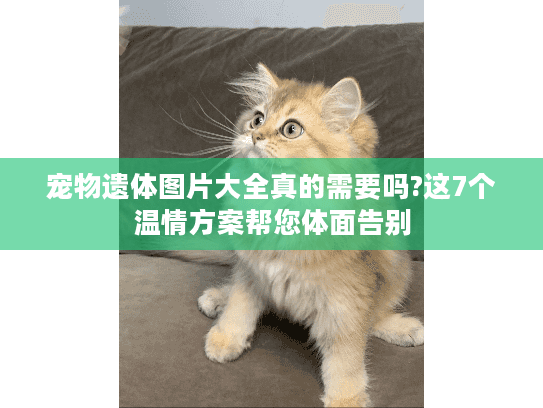 宠物遗体图片大全真的需要吗?这7个温情方案帮您体面告别