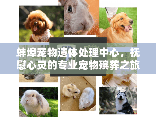 蚌埠宠物遗体处理中心，抚慰心灵的专业宠物殡葬之旅