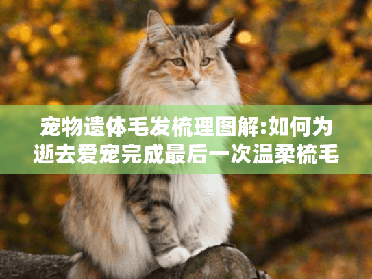 宠物遗体毛发梳理图解:如何为逝去爱宠完成最后一次温柔梳毛?
