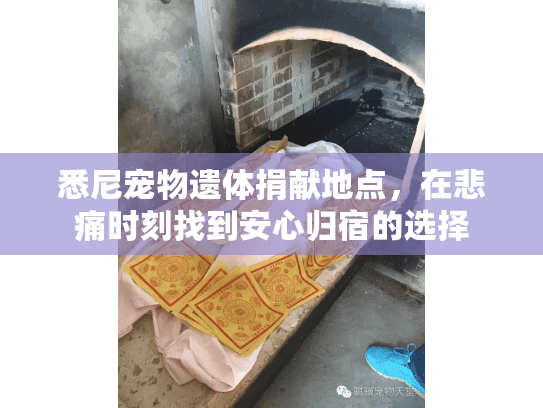 悉尼宠物遗体捐献地点，在悲痛时刻找到安心归宿的选择