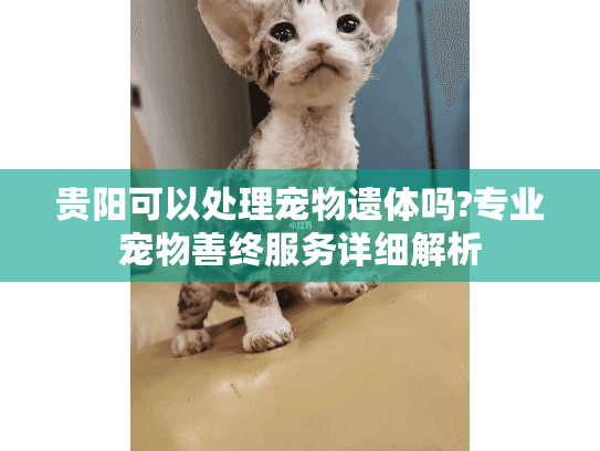 贵阳可以处理宠物遗体吗?专业宠物善终服务详细解析