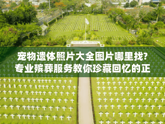 宠物遗体照片大全图片哪里找?专业殡葬服务教你珍藏回忆的正确方式