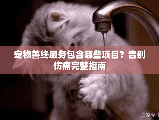 宠物善终服务包含哪些项目？告别伤痛完整指南