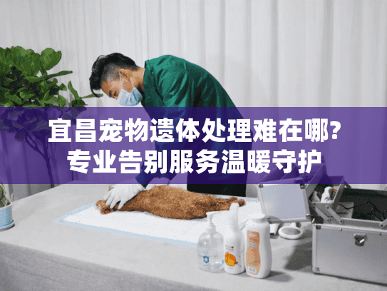 宜昌宠物遗体处理难在哪?专业告别服务温暖守护