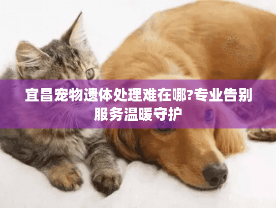 宜昌宠物遗体处理难在哪?专业告别服务温暖守护