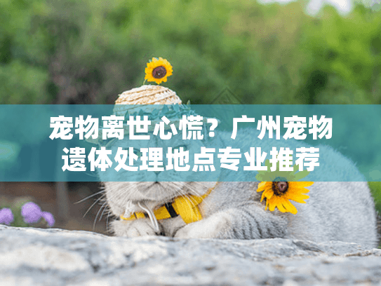 宠物离世心慌？广州宠物遗体处理地点专业推荐