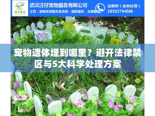 宠物遗体埋到哪里？避开法律禁区与5大科学处理方案