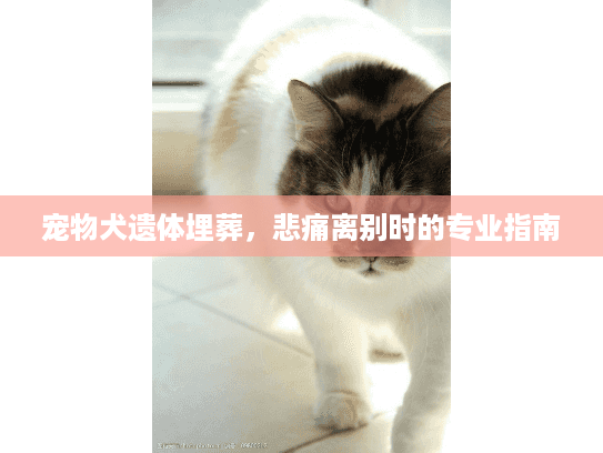 宠物犬遗体埋葬，悲痛离别时的专业指南