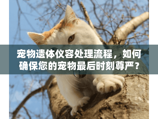 宠物遗体仪容处理流程，如何确保您的宠物最后时刻尊严？