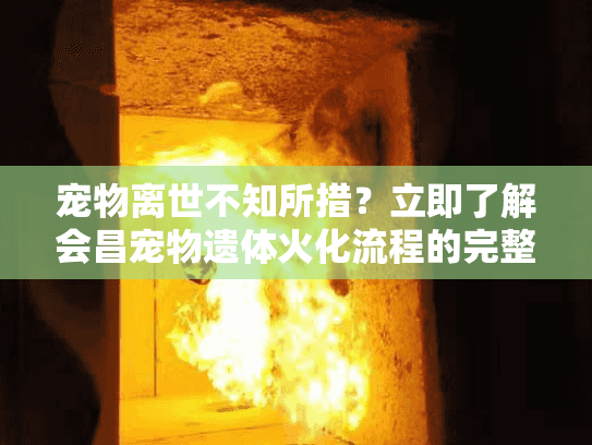 宠物离世不知所措？立即了解会昌宠物遗体火化流程的完整指南