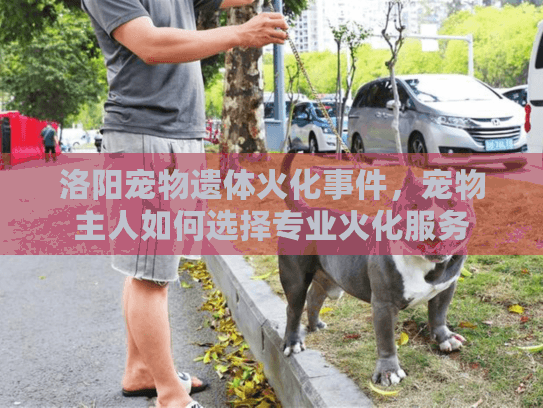 洛阳宠物遗体火化事件，宠物主人如何选择专业火化服务