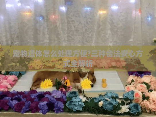 宠物遗体怎么处理方便?三种合法安心方式全解析