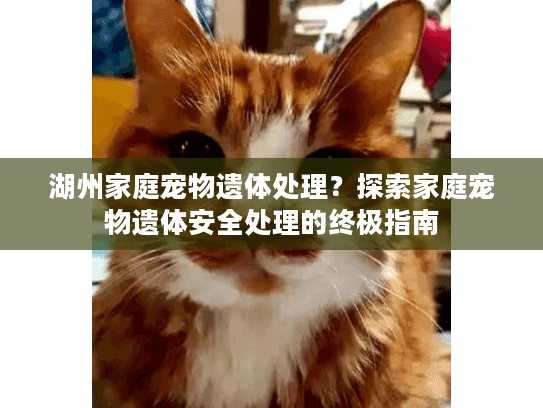 湖州家庭宠物遗体处理？探索家庭宠物遗体安全处理的终极指南